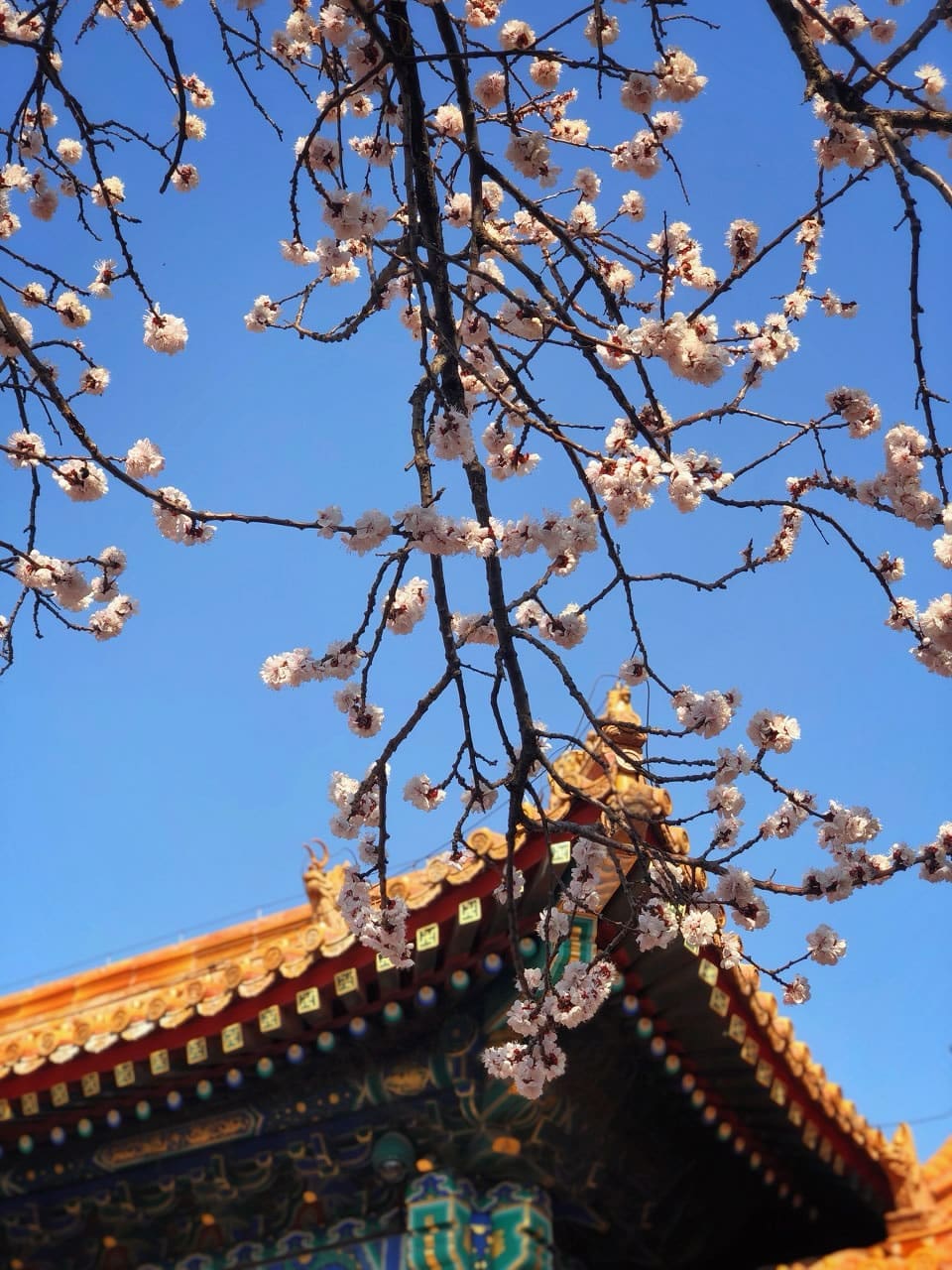 華北東北包車－北京故宮櫻花