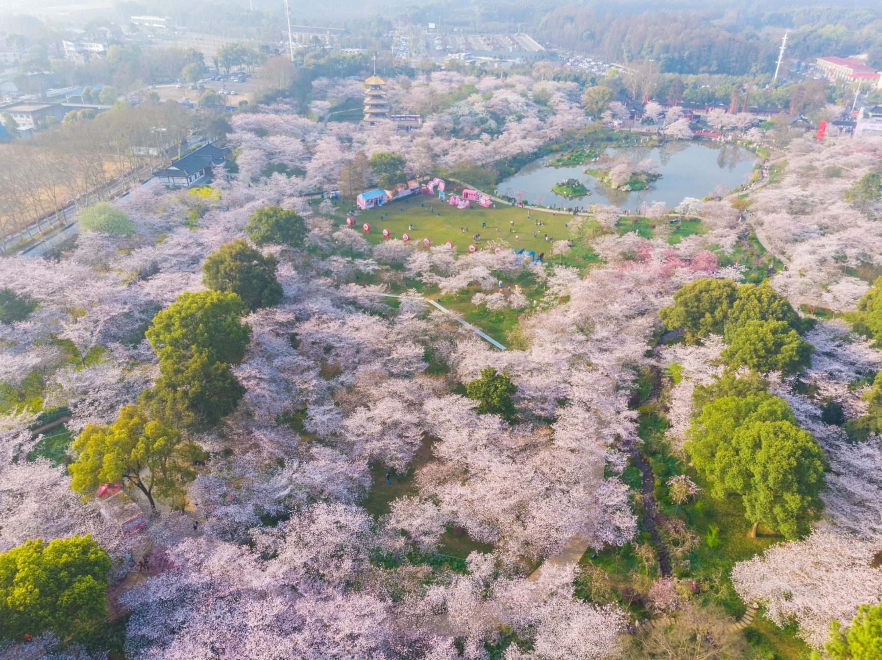 中國大陸要去哪裡看櫻花？2026大陸櫻花季時間＋10大最佳賞櫻景點攻略