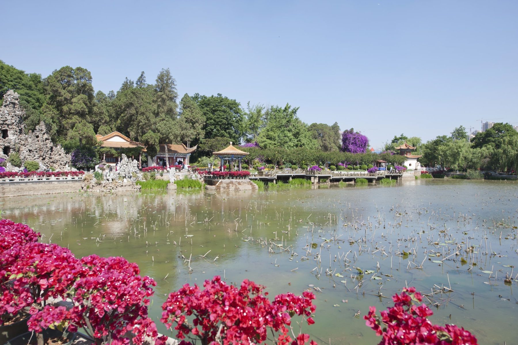 大觀公園春季花展