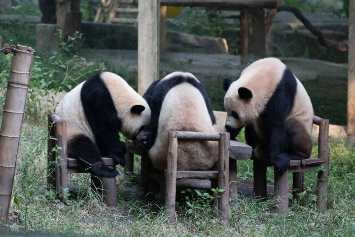 重慶輕旅行包車一日遊 | 熊貓動物園＋光環百貨＋高端按摩與用餐