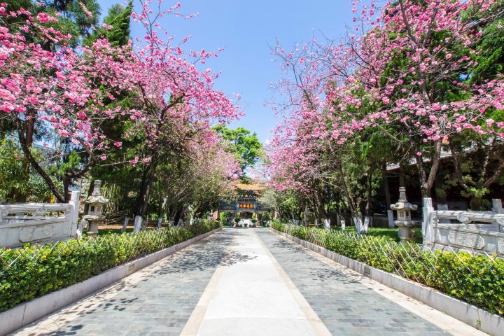 雲南春季賞花八日遊 | 昆明櫻花・宜良山後櫻花谷・大理油菜花・統景李花