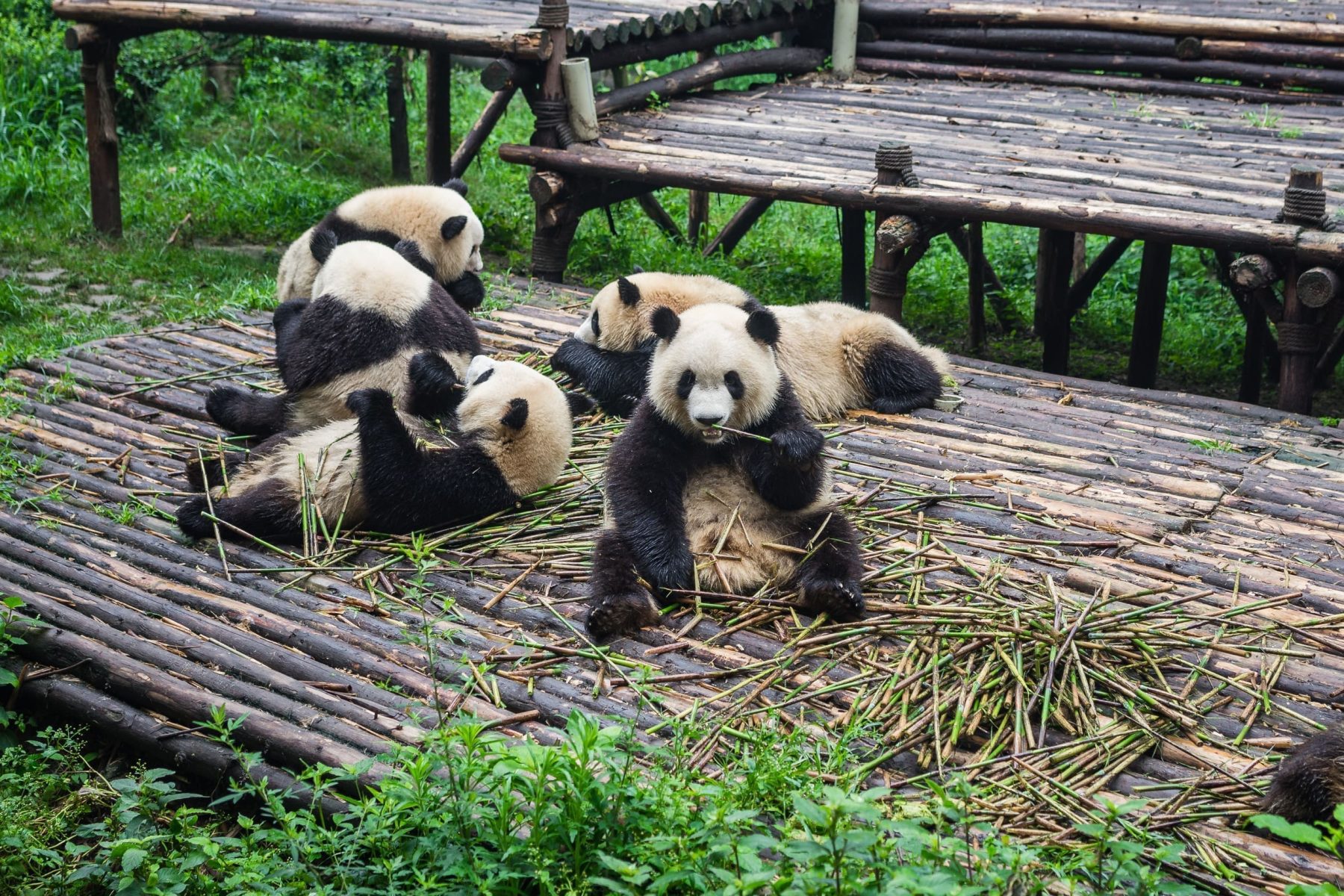 重慶動物園熊貓館