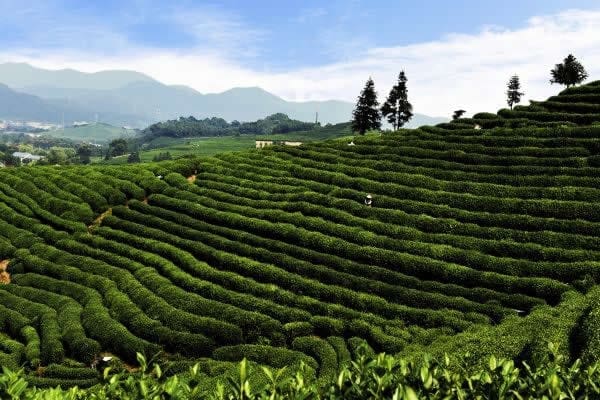 山灣茶園圍爐煮茶(夏季冰茶)