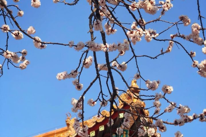 北京春季皇城賞櫻一日遊｜故宮＋朝陽公園櫻花谷＋南鑼鼓巷