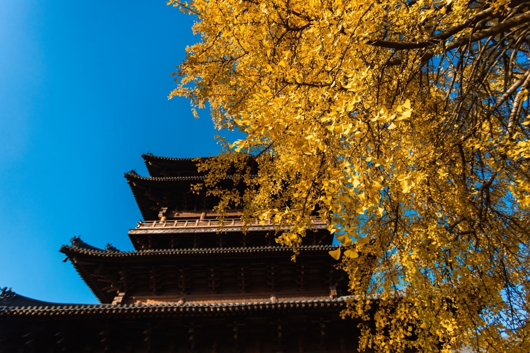 福善寺銀杏