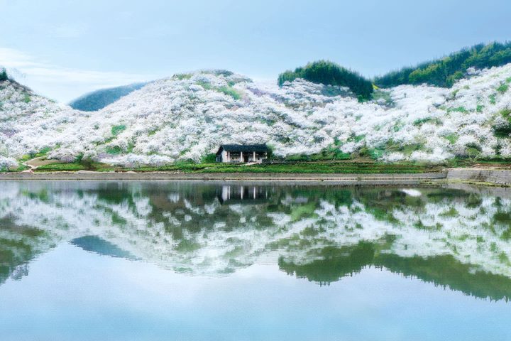 重慶春季賞花六日遊 | 金佛山花海・統景李花・鴻恩寺櫻花