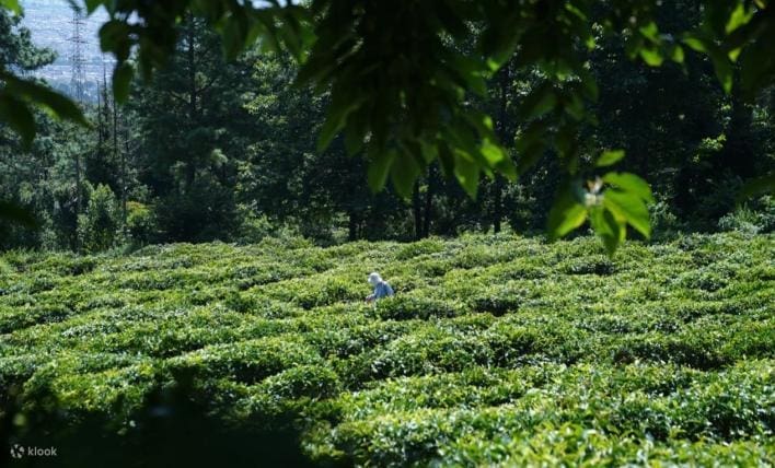 蒼山茶園制茶體驗