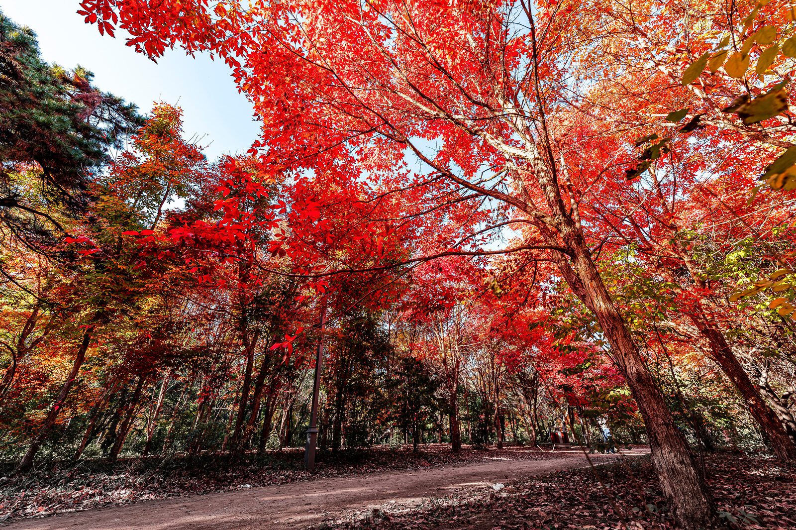 大陸秋季紅葉森林與林間步道
