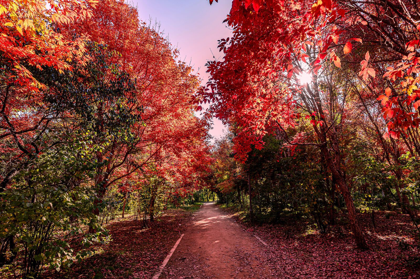 大陸秋季紅葉森林步道