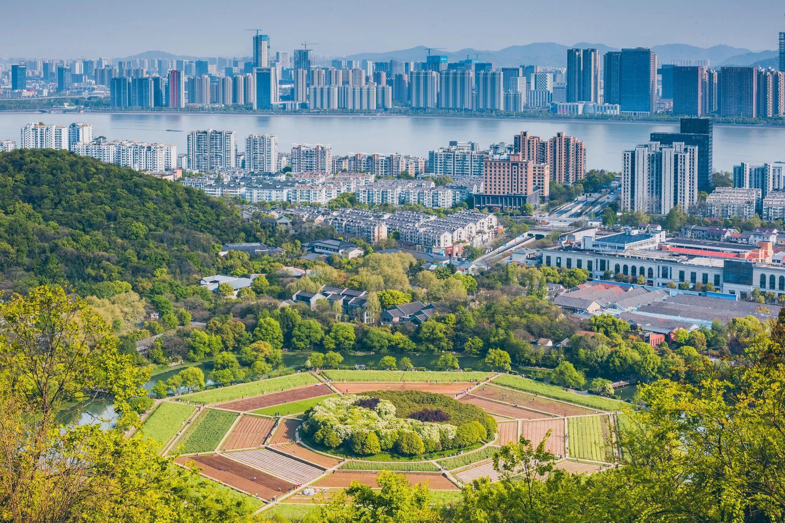 酒店周邊的八卦田田壟與樹叢，遠處是錢塘江與對岸的城市天際線