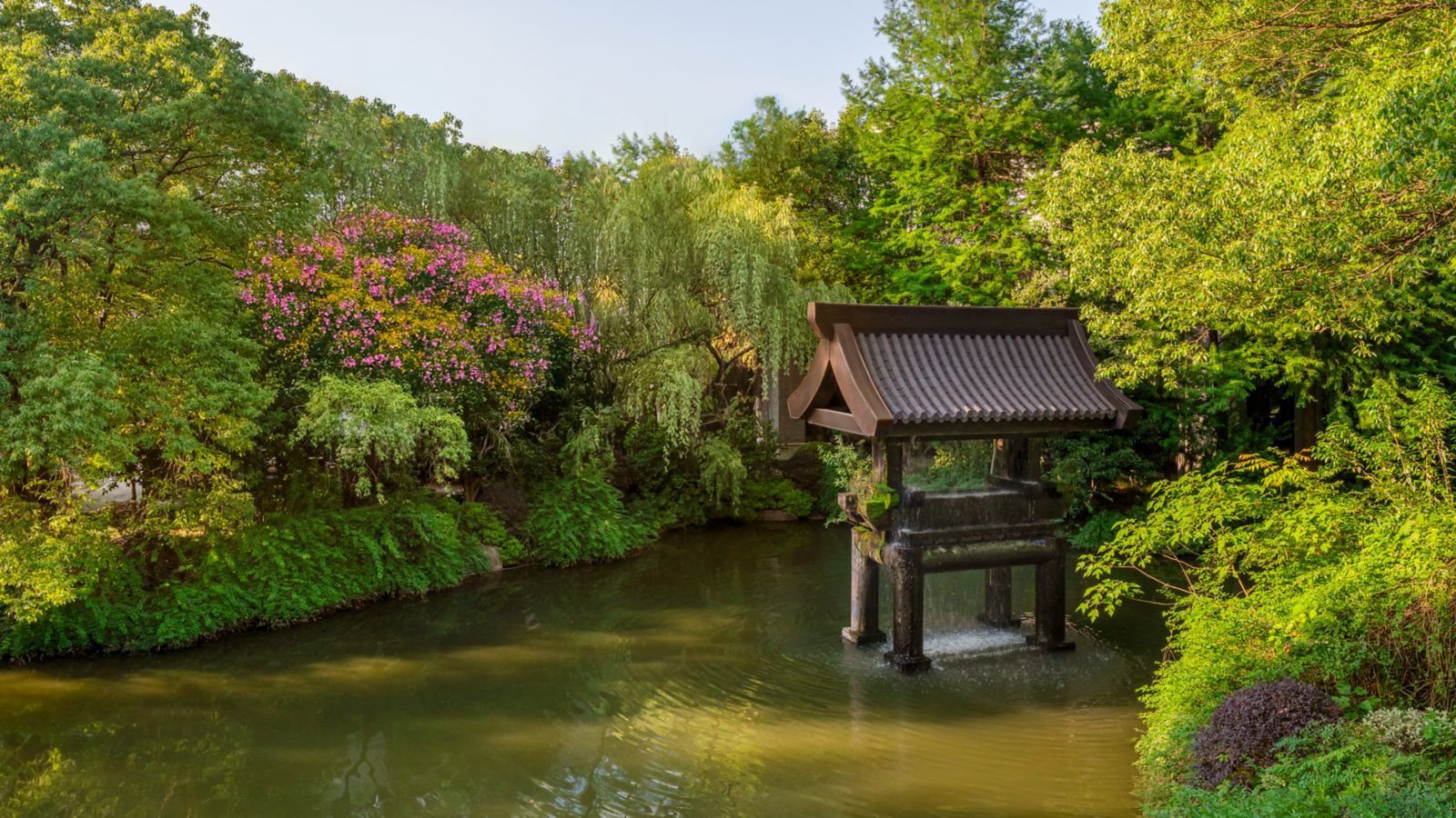 杭州西溪喜來登度假大酒店周邊的水岸造景,黛瓦涼亭立於水面,四周是柳樹與花樹