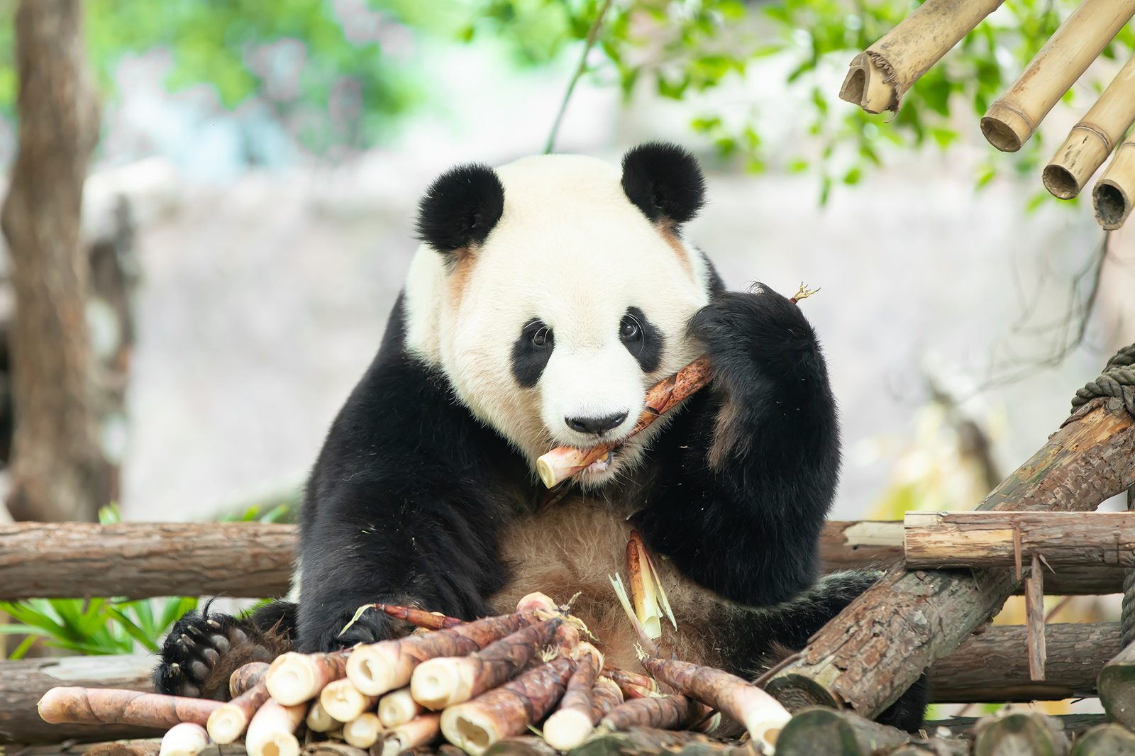 廈門靈玲動物王國熊貓館大熊貓啃食竹筍