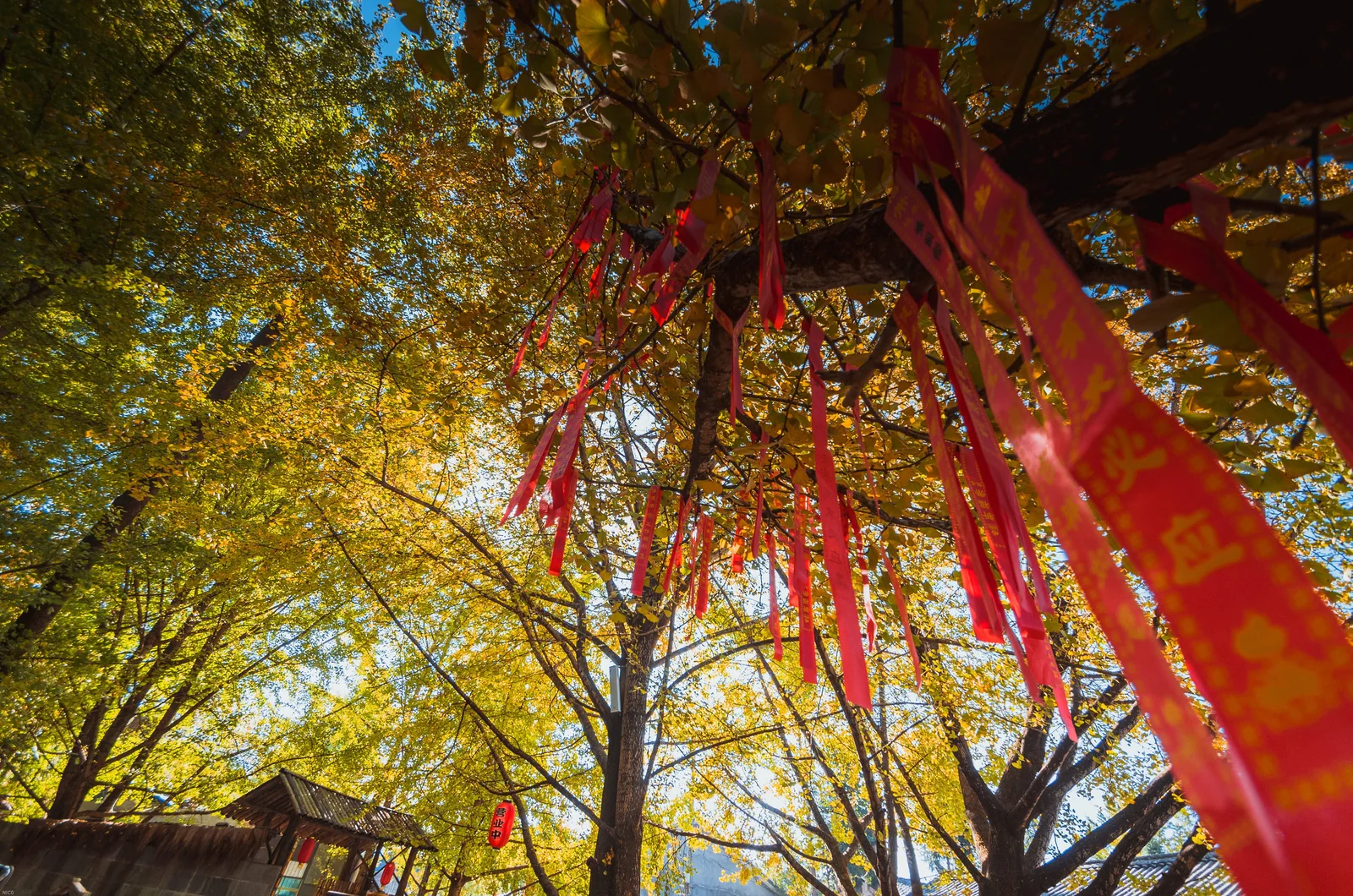 騰衝江東銀杏村百年古銀杏樹枝頭繫滿祈福紅絲帶，金黃樹葉在秋日陽光下閃閃發光