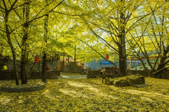 11月雲南騰衝旅遊攻略｜銀杏、賞楓紅葉、溫泉一次玩，10天9夜慢旅行