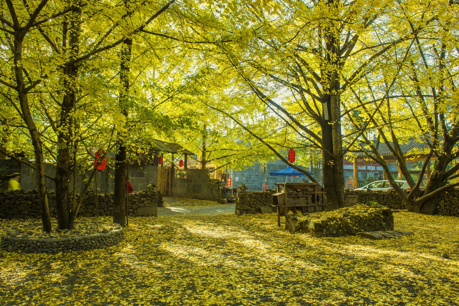 11月雲南騰衝旅遊攻略｜銀杏、賞楓紅葉、溫泉一次玩，10天9夜慢旅行