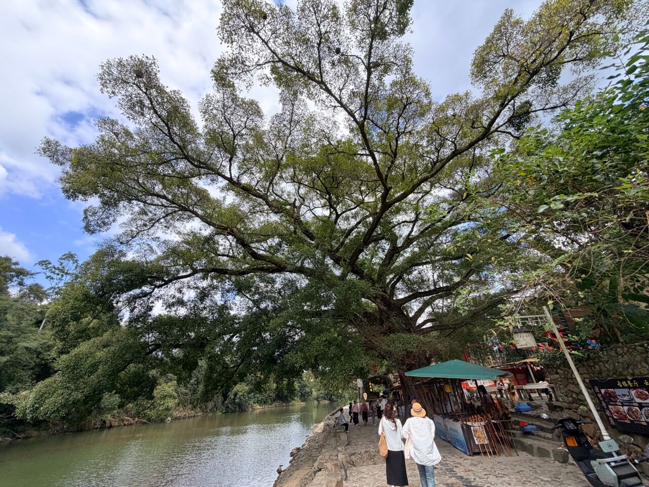 雲水謠溪畔古榕樹與石鋪步道